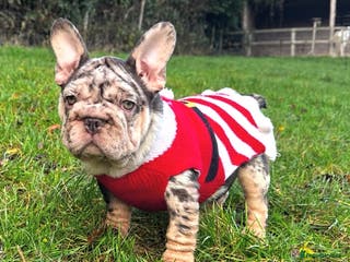French Bulldog dogs Ready now- Well bred, beautiful temperament pups - Advert 7