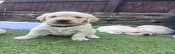 Golden Retriever dogs for sale: Golden retriever puppies🩷🩵 - Advert 14