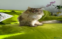 British Longhair cats for sale: British Longhair Kitten for sale  - Image 9