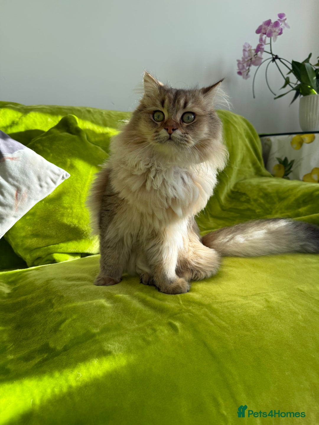British Longhair cats for sale: British Longhair Kitten for sale  - Image 9