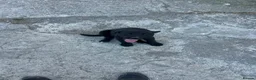Borador dogs for sale: Gorgeous litter of lab x collie pups ready to go - Advert 6
