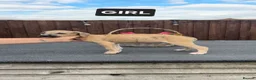 Lurcher dogs for sale: Lurcher pups  in Swadlincote - Advert 6