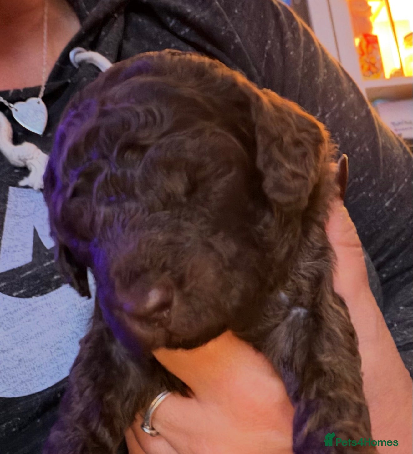 Labradoodle dogs for sale: Stunning Multigen Doodles - Advert 2