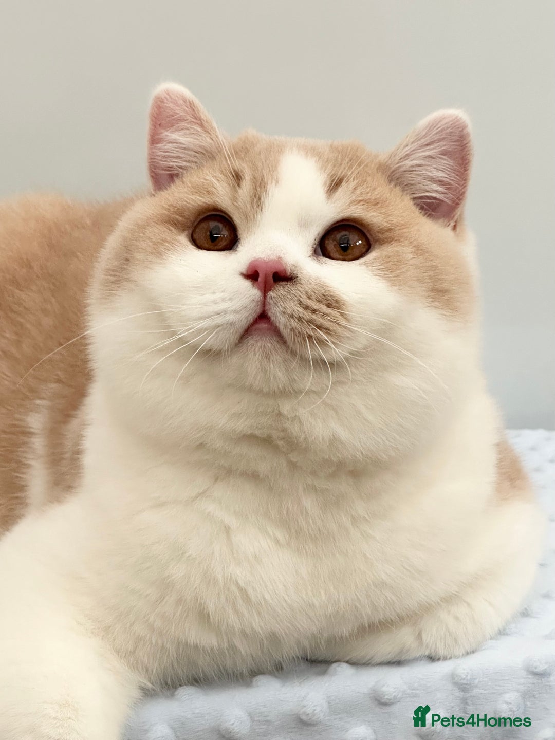 British Shorthair cats for sale:  Quality British kittens - Image 14