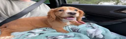 Cocker Spaniel dogs for sale: Female red cocker spaniel puppy in Bury Saint Edmunds - Advert 5