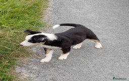 Border Collie dogs for sale: Border Collie Puppies  - Image 16