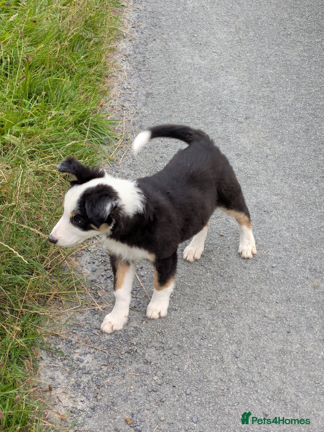 Border Collie dogs for sale: Border Collie Puppies  - Image 16