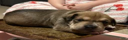 Mixed Breed dogs for sale: Beautiful Staffie cross puppies - Advert 16