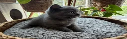 British Shorthair cats for sale: Beautiful British Shorthair Kittens  in Ilford - Advert 23