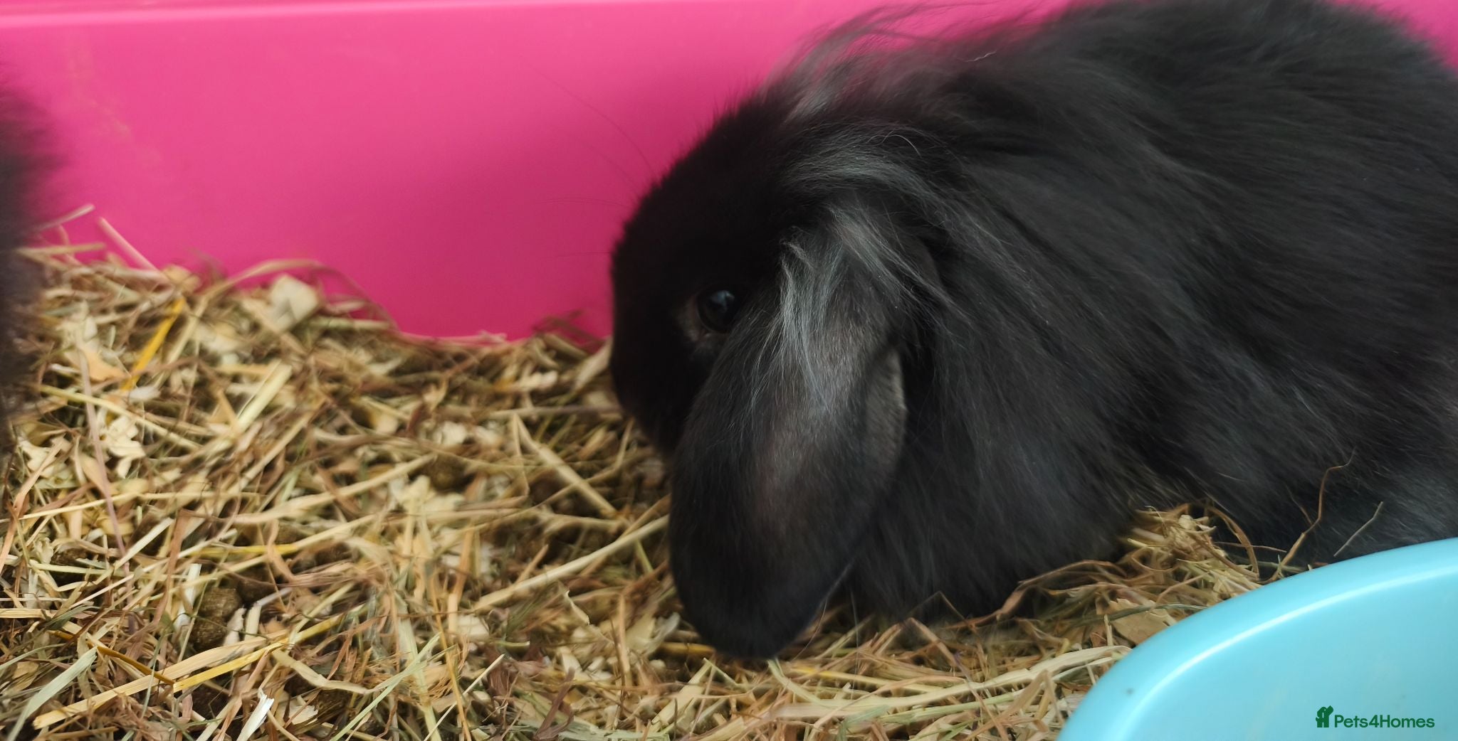 Mini Lop rabbits Black Otter Mini Lion Lops ready 10th July  - Advert 2