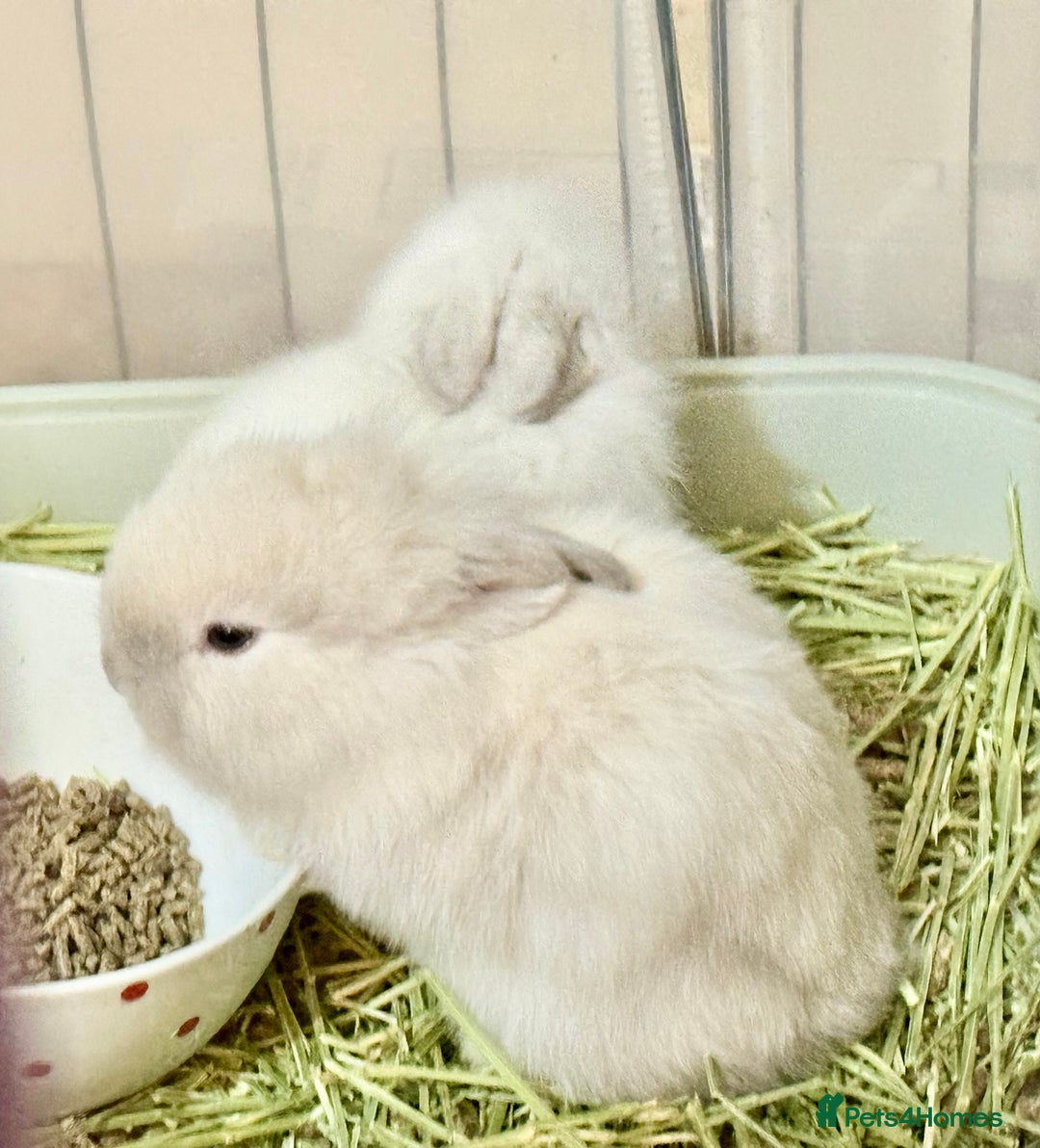 Lionhead rabbits for sale: 11 Double Maned Lionhead Babies For Sale - Advert 5