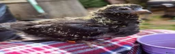 Pigeons birds for sale: Pigeons [Semi Hand-Raised] - Fancy & Racing Breeds - Advert 12