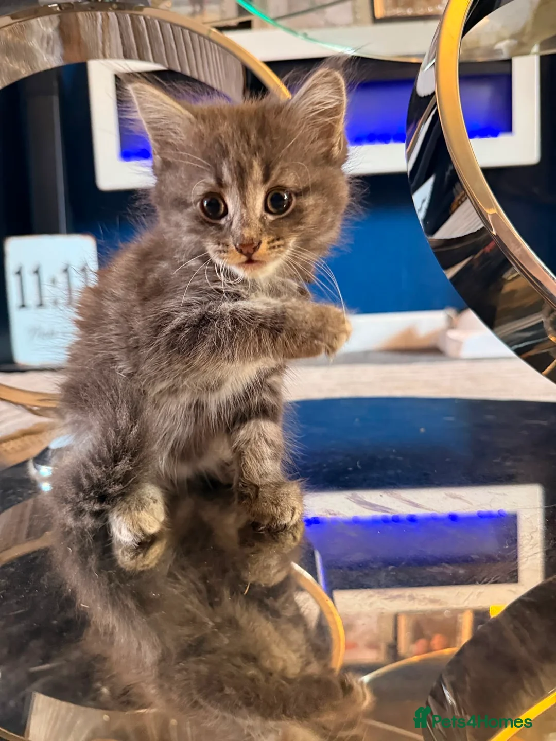 Bengal cats for sale: Bengal cross kittens  - Advert 12