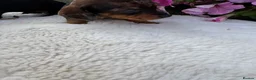 Dachshund dogs for sale: Standard wire haired dapple dachshund  in Worcester - Advert 7