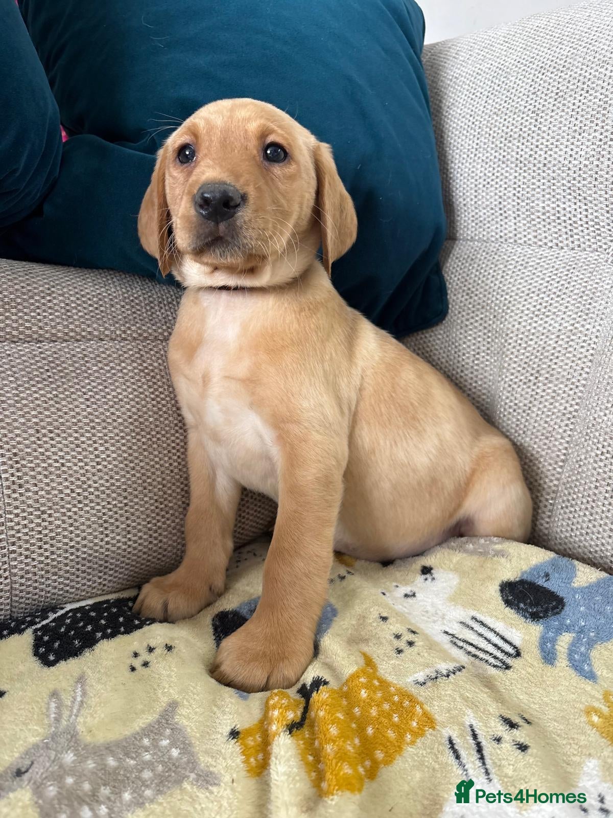Labrador Retriever dogs Stunning Labrador puppies 🐶 READY NOW 🥰 - Advert 1