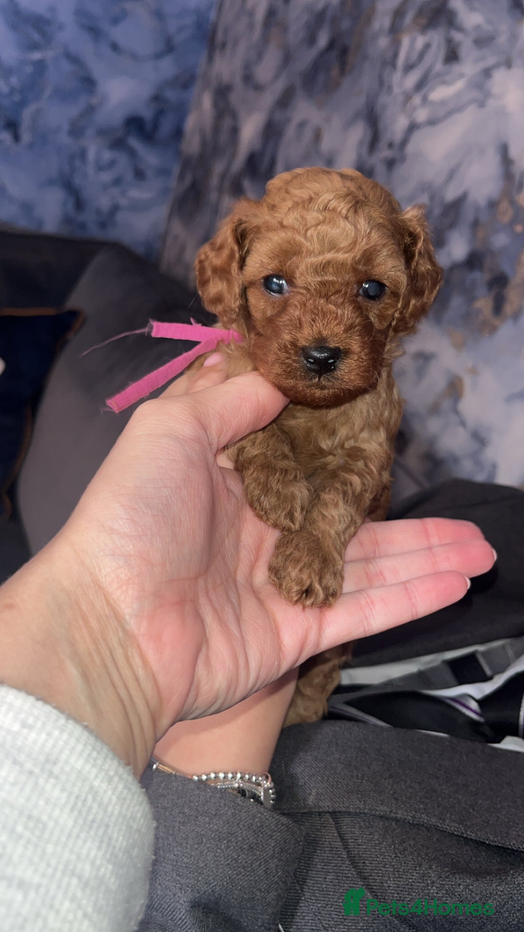 Cavapoo dogs for sale: Adorable cavapoo puppies for sale  - Advert 5