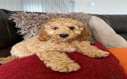 Cavapoo dogs for sale: Dexter the Cavapoo is looking for a new home - Advert 1