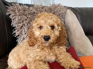 Cavapoo dogs Dexter the Cavapoo is looking for a new home - Advert 1