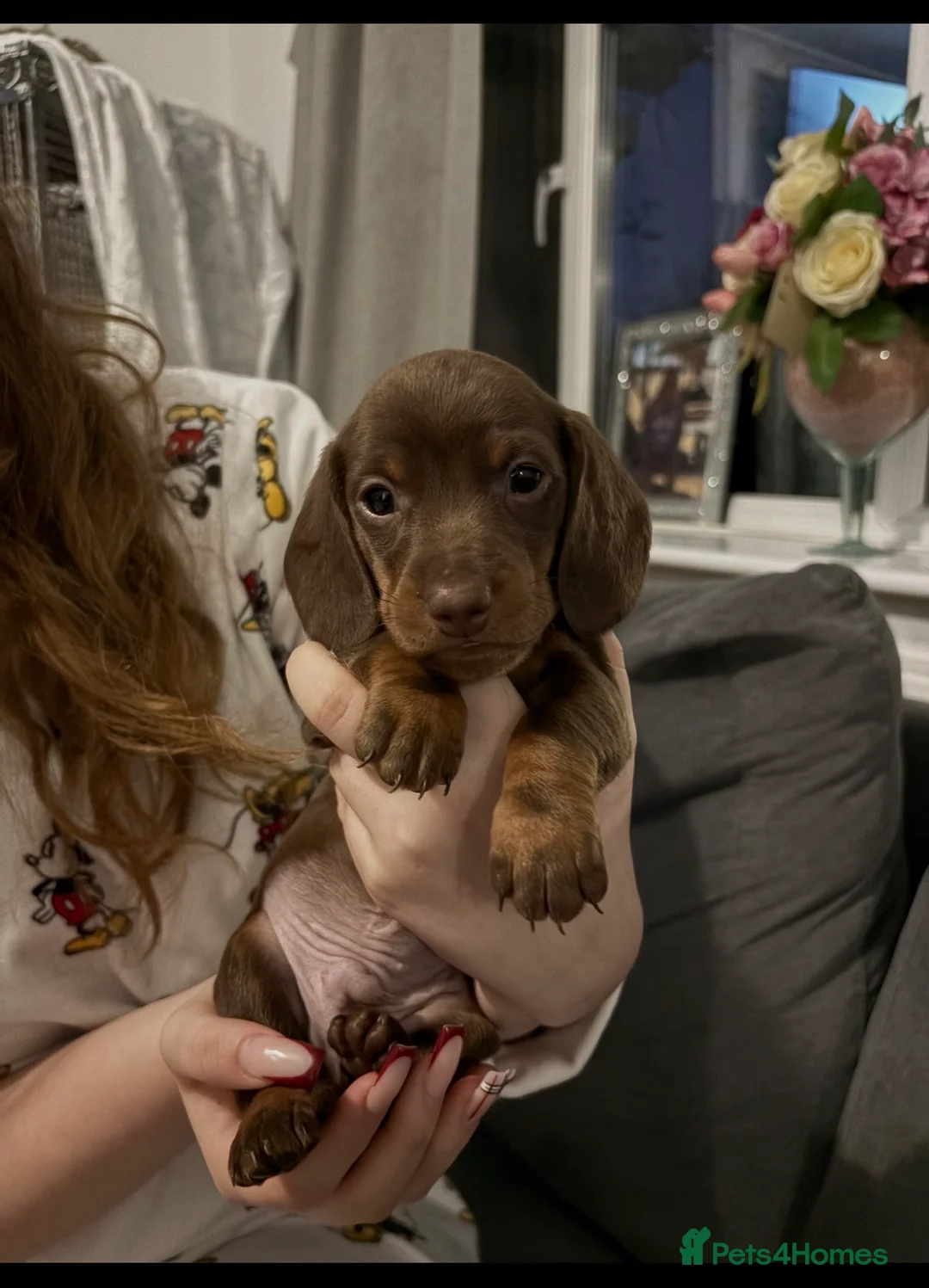 Miniature Dachshund dogs for sale: Miniature dachshund puppies  - Advert 8