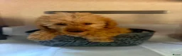Mini Goldendoodle dogs for sale: Two goldendoodle pups available  - Advert 4