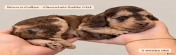 Cockapoo dogs for sale: Extensively DNA Tested Cockapoo Puppies 🧬 - Advert 16