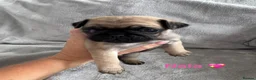 Pug dogs for sale: Beautiful KC Registered Pug Puppies available now! - Advert 12