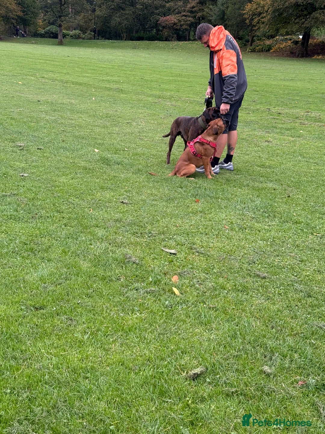 Boxer dogs for sale: Beautiful girl deserves the world 8 months old - Image 3