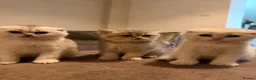 Scottish Fold cats for sale: Scottish Fold Kittens - 2 girls 1 boy  - Advert 1