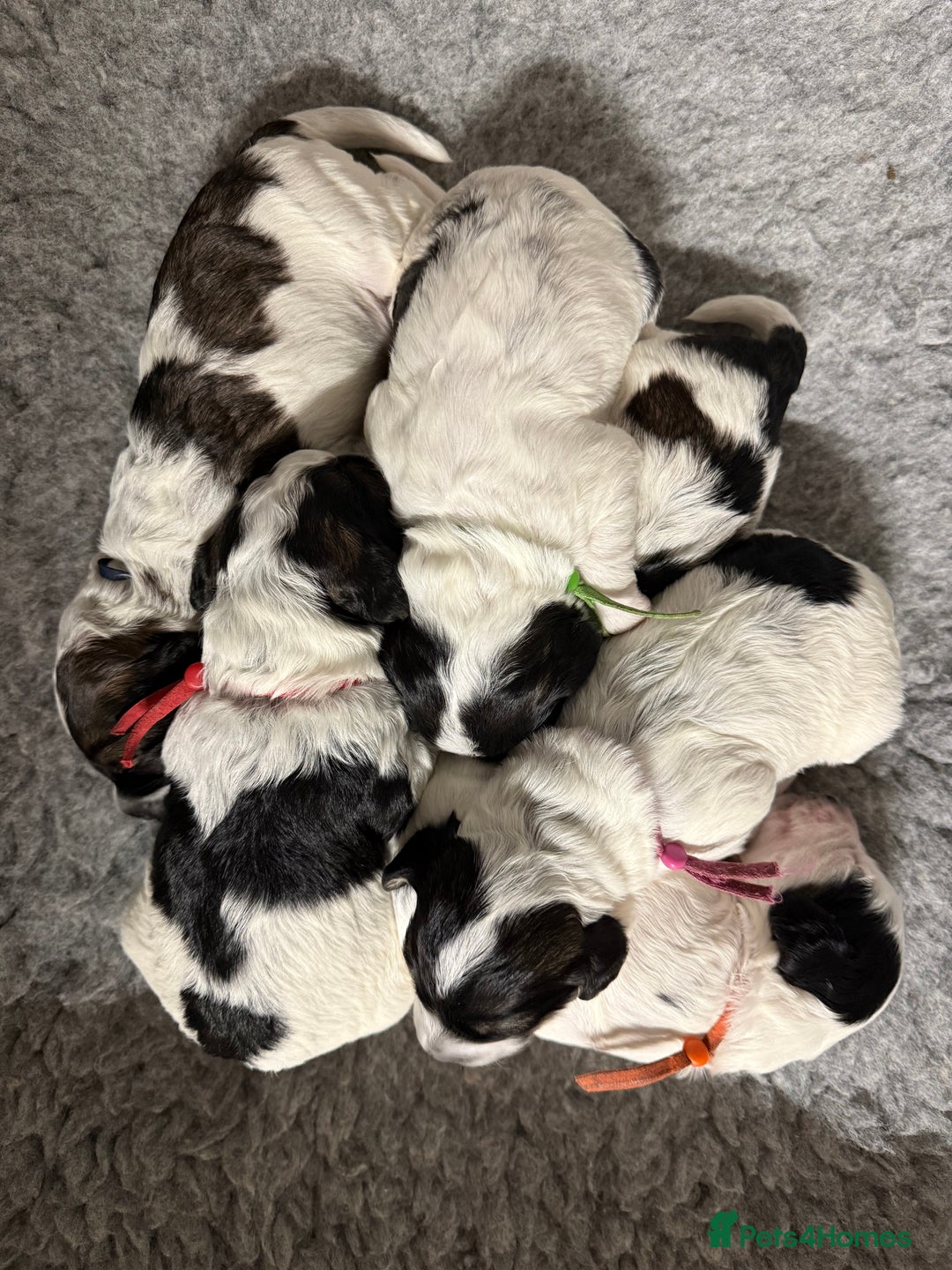 Mixed Breed dogs for sale: Miniature Parti Schnockerpoo Puppies  - Advert 3