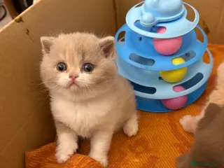 British Shorthair cats Active register beautiful tortie female - Advert 4