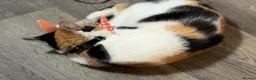 Mixed Breed cats for sale: Beautiful cat  - Advert 4