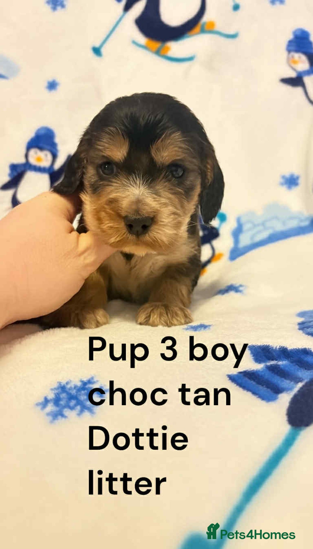 Cocker Spaniel dogs for sale: Beautiful show cocker puppies  - Advert 8