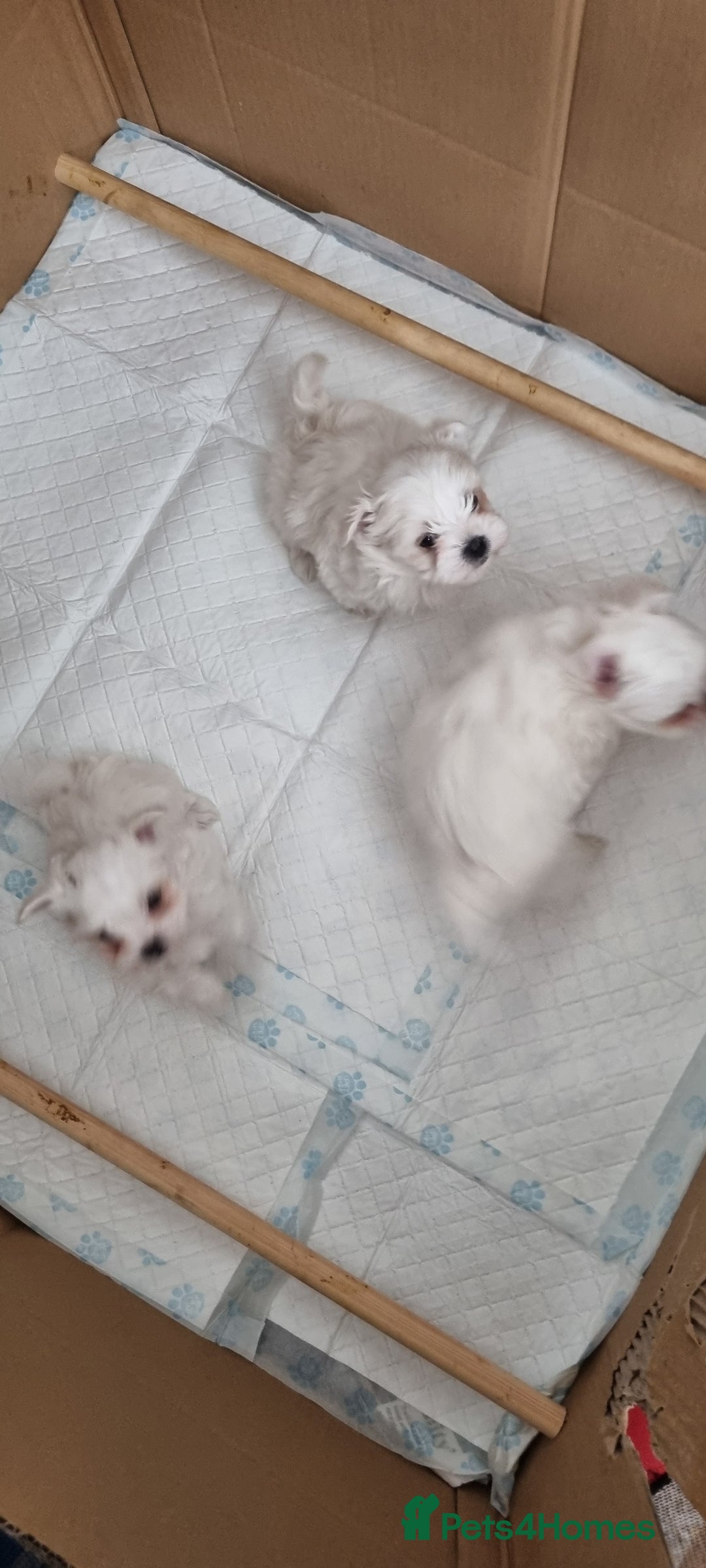 Maltese dogs for sale: Beautiful miniature maltese puppies  - Image 2
