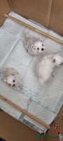 Maltese dogs - Advert 4
