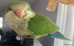 Parrots birds for sale: Baby super tamed Green Quaker talking parrot   - Image 3