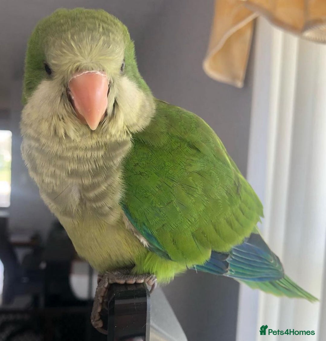 Parrots birds for sale: Baby super tamed Green Quaker talking parrot   - Image 3