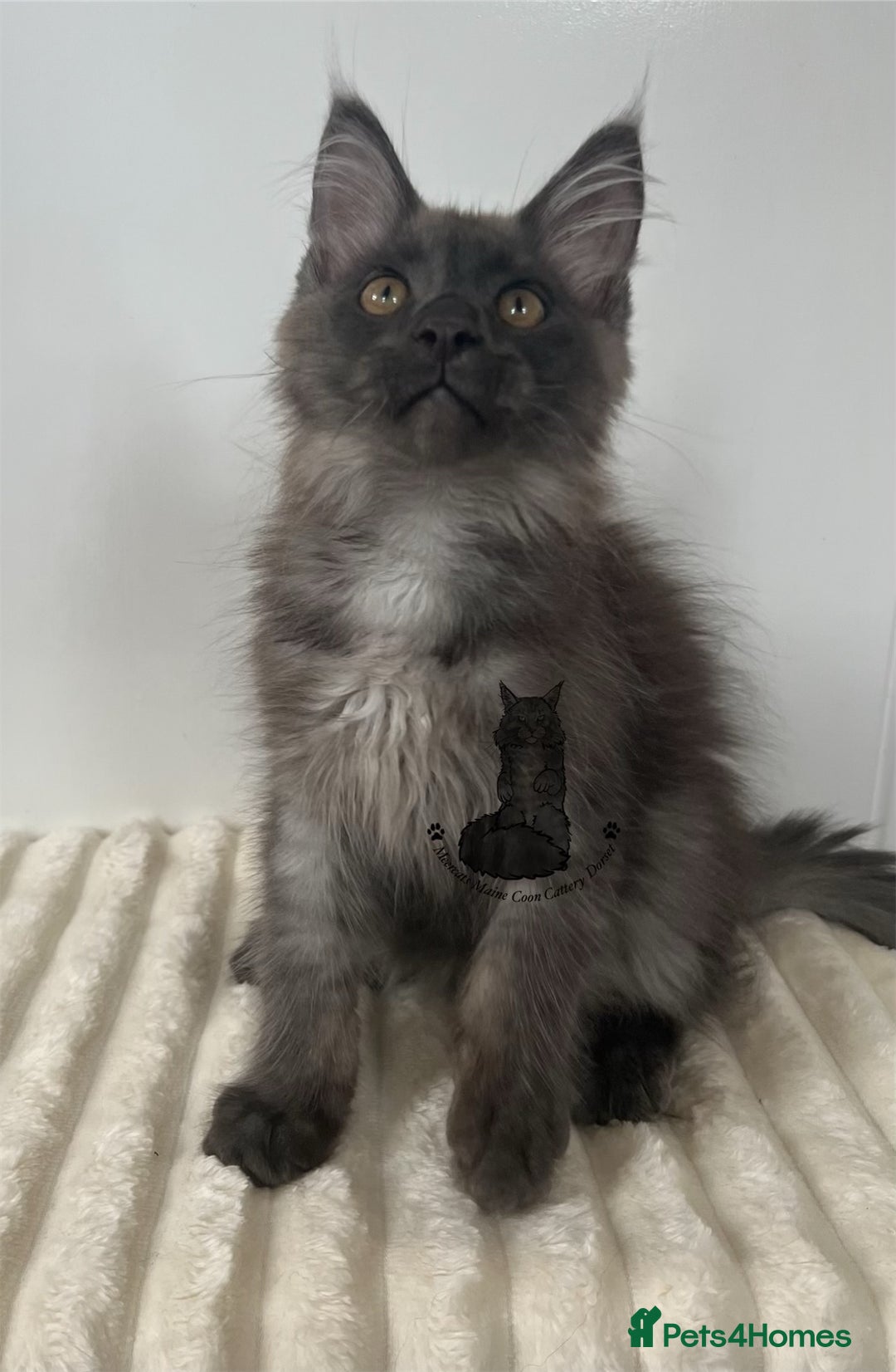 Maine Coon cats for sale: TICA Maine Coon boy male black smoke XXL  - Image 5