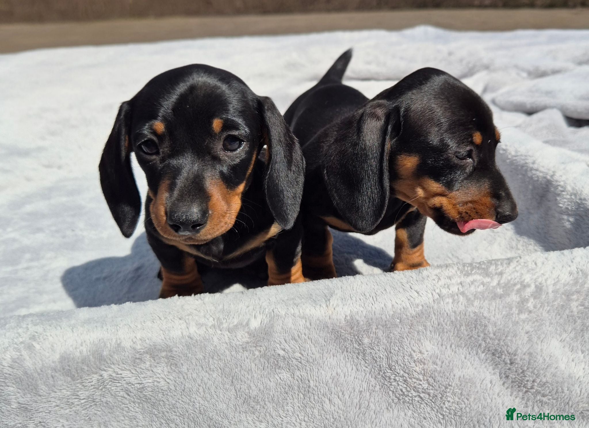 Miniature Dachshund dogs Stunning KC Reg, PRA Clear dachshund pupies - Advert 6