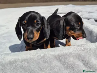Miniature Dachshund dogs Stunning KC Reg, PRA Clear dachshund pupies - Advert 3