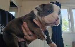 Olde English Bulldogge dogs for sale: English bulldogs  - Image 5