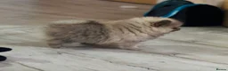 Pomeranian dogs for sale: 1 beautiful puppies Pomeranian left - Advert 2