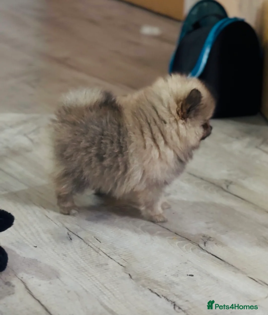 Pomeranian dogs for sale: 1 beautiful puppies Pomeranian left - Advert 2