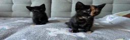 Domestic Shorthair cats for sale: Gorgeous girls  - Advert 3