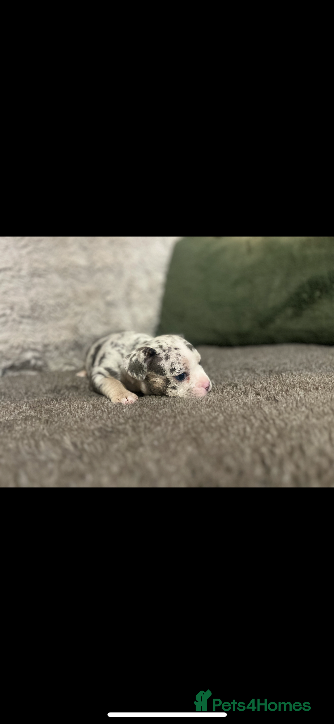 Mixed Breed dogs for sale:  French bulldog 1/4 chihuahua puppies  - Advert 7