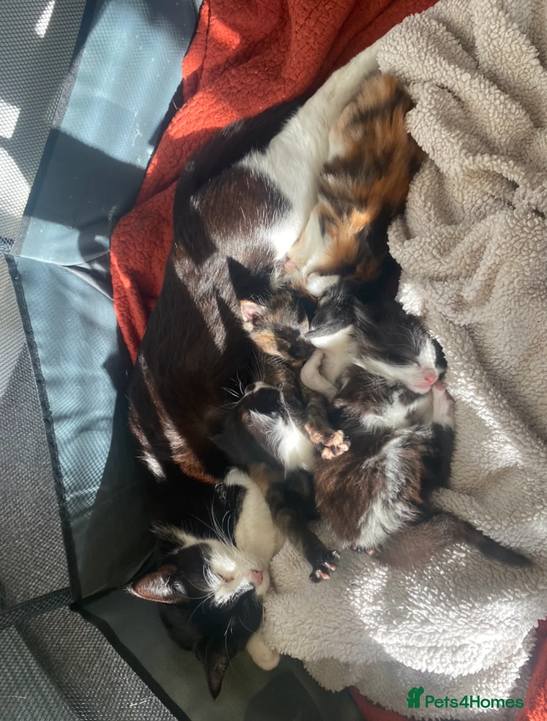 Domestic Shorthair cats for sale: 4 Beautiful kittens looking for loving homes - Advert 7