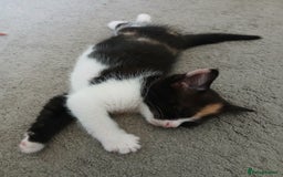 Mixed Breed cats for sale: Loving kitten - Image 3