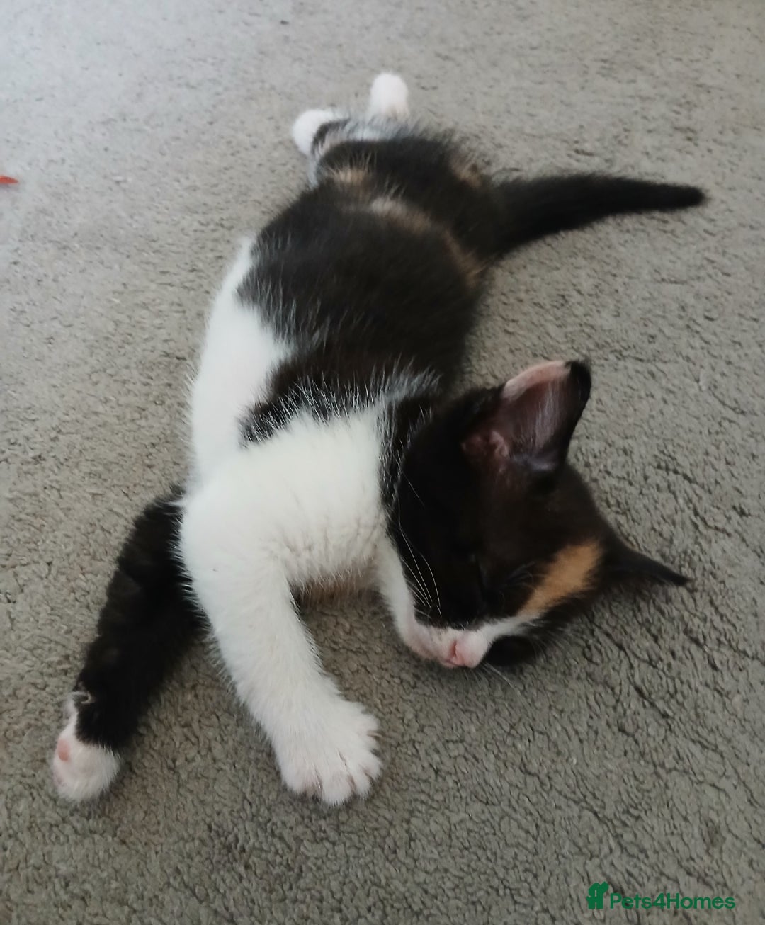 Mixed Breed cats for sale: Loving kitten - Image 3