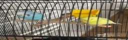 Parrots birds for sale: 2 handfed budgies & cage - Advert 4