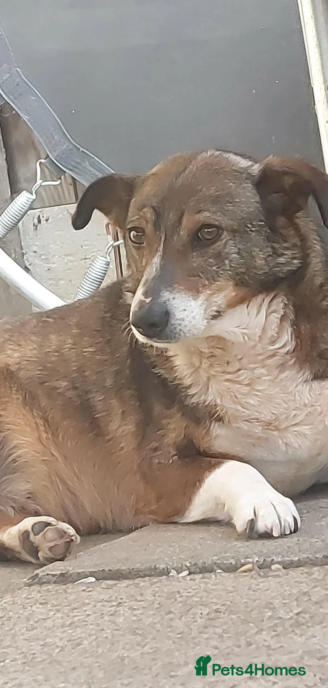 Mixed Breed dogs for adoption: Figgy in Chelmsford - Advert 3