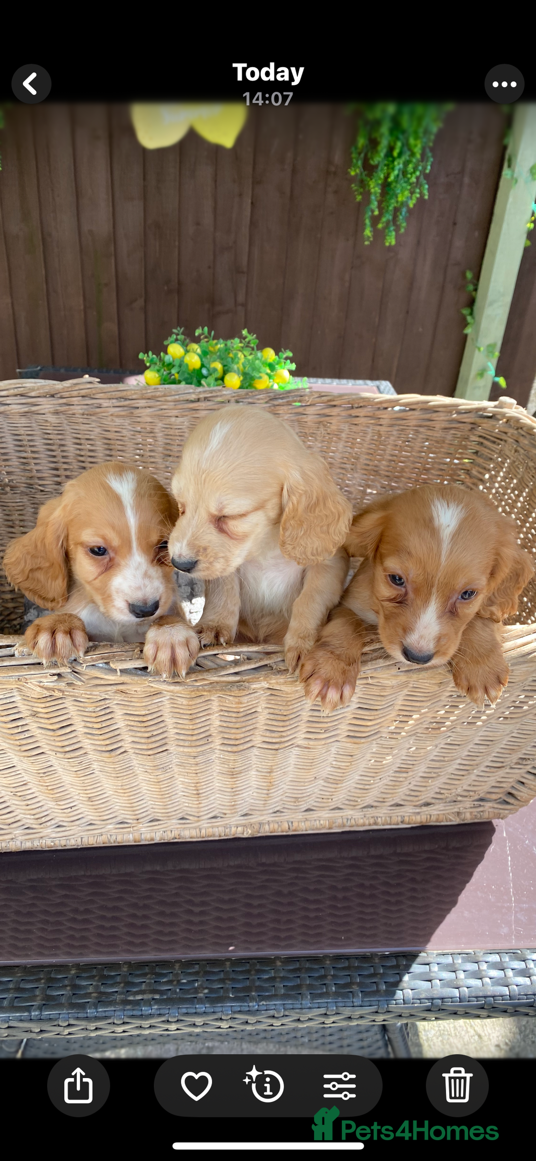 Cocker Spaniel dogs for sale: Golden cocker spaniel puppies  - Image 5